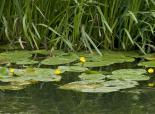 Yellow water lily - northeastwildlife.co.uk